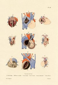Estructura del Corazón